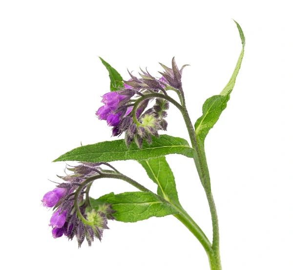 Comfrey