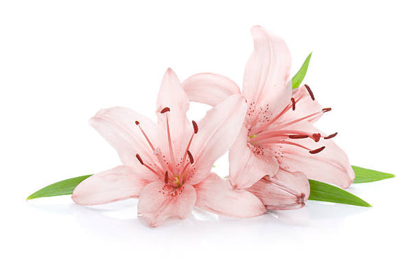 Natural Fragrance